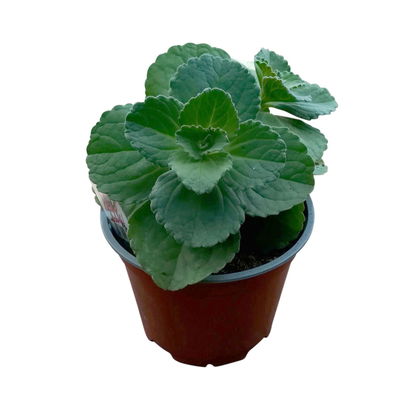 Verpiss-Dich-Katze' blau, Topf-Ø 12 cm, 6er-Set